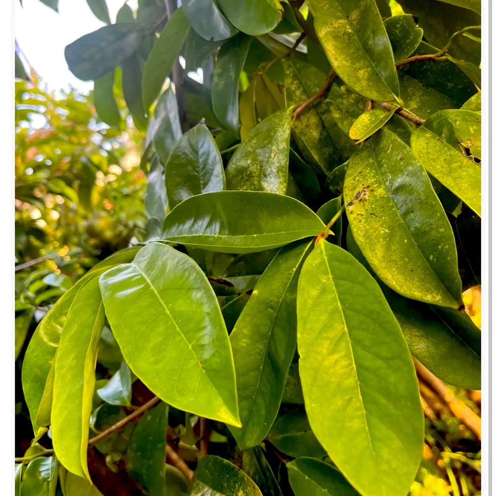 100 % Organic Soursop Leaves, 200 dried Leaves From Florida USA! Guanábana Hoja